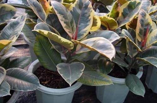 1505115132315939.jpg 橡皮树刻芽怎么弄 橡皮树刻芽方法图解