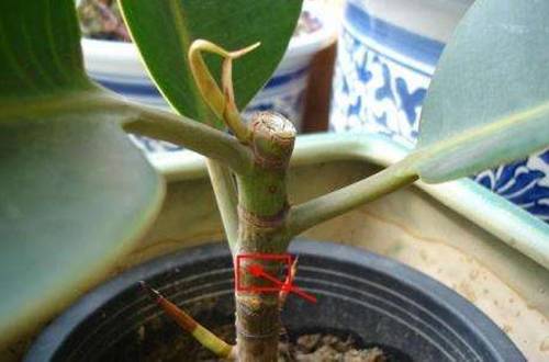 1505115170645476.jpg 橡皮树刻芽怎么弄 橡皮树刻芽方法图解