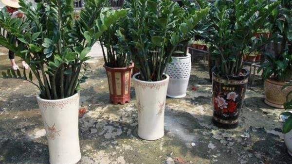 金钱树太长怎么修剪方法介绍