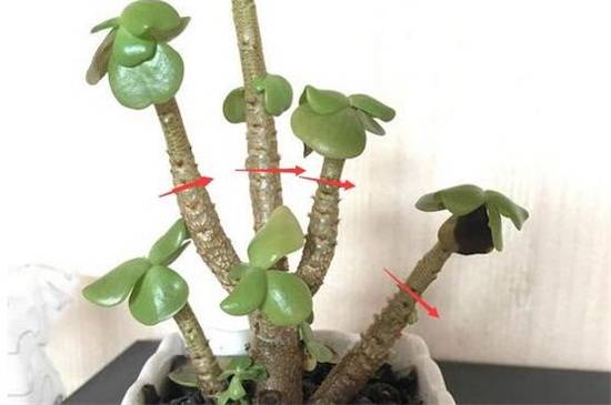 金钱树太长怎么修剪方法介绍