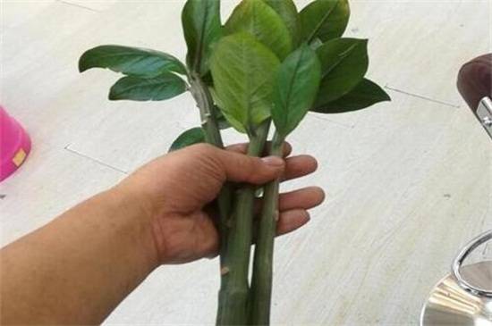 金钱树太长怎么修剪方法介绍