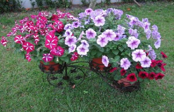 矮牵牛怎么养开花爆盆