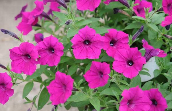 矮牵牛怎么养开花爆盆