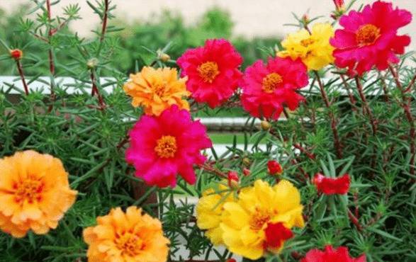 太阳花发芽老是死苗的原因及养护方法