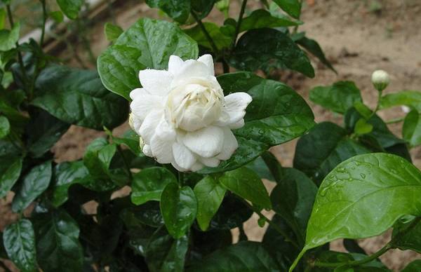 虎头茉莉的浇水方法和注意事项