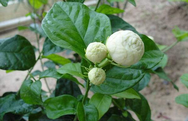 虎头茉莉的浇水方法和注意事项