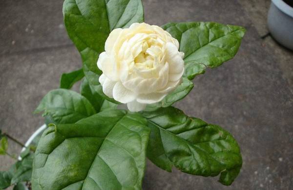 虎头茉莉的浇水方法和注意事项