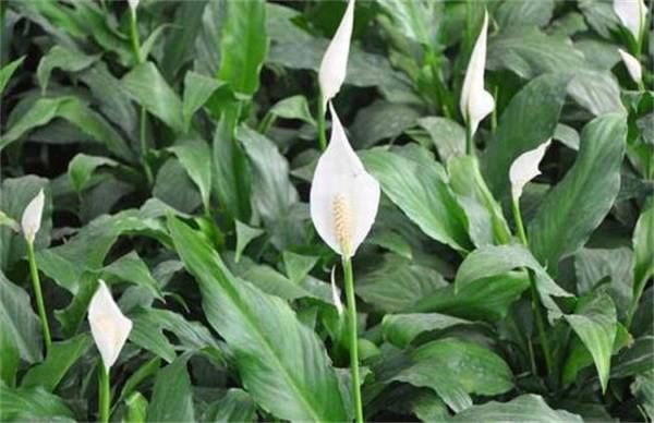 一帆风顺叶子下垂怎么办?