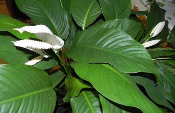 一帆风顺叶子下垂怎么办?