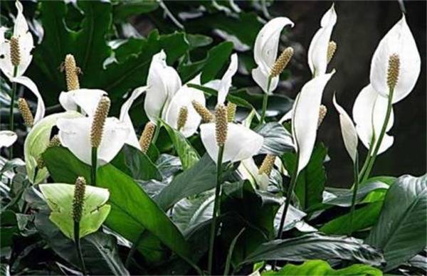 一帆风顺叶子下垂怎么办?