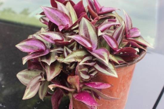 紫吊兰的日常养护技巧