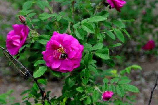 刺玫怎么养生长旺盛