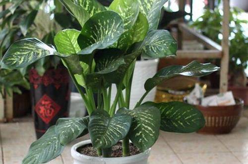 1545555612133204.jpg 万年青怎么浇水 万年青的养护技巧