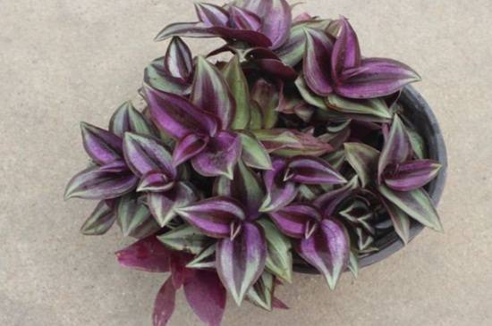 紫吊兰的日常养护技巧