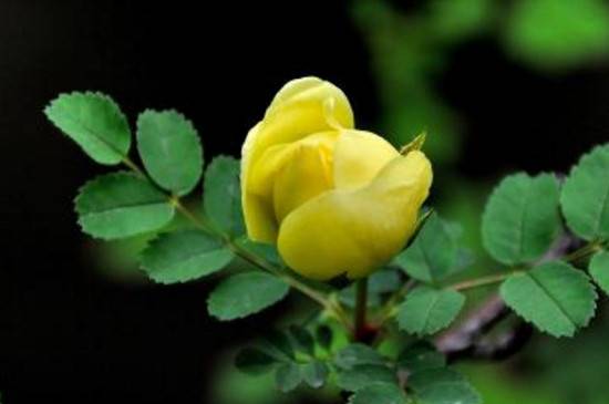 刺玫怎么养生长旺盛