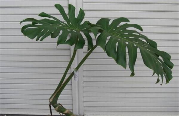 龟背竹倒伏的解决办法