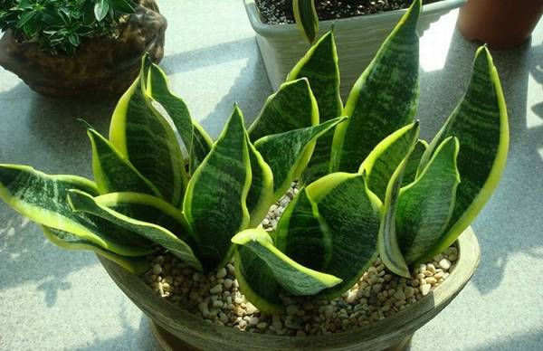 虎皮兰长高养殖诀窍