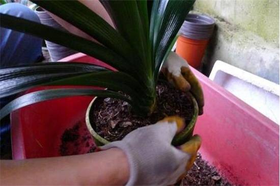 君子兰秋天几月份换土好