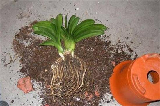 君子兰秋天几月份换土好