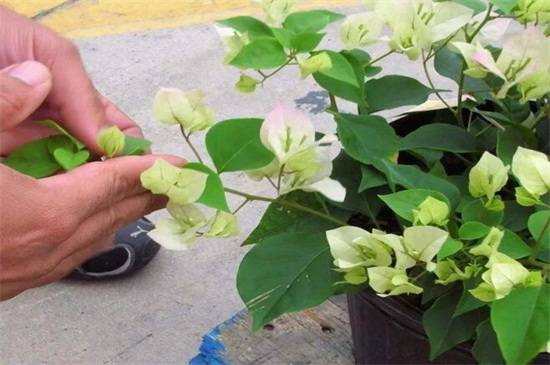 三角梅的修剪方法和注意事项