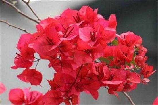 三角梅的修剪方法和注意事项