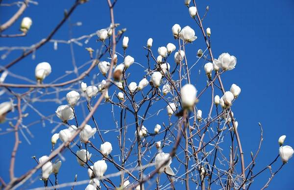 白玉兰延长开花时间 花期前后养护技巧