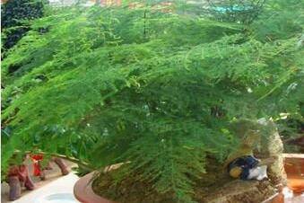 文竹长得太慢有什么解决方法