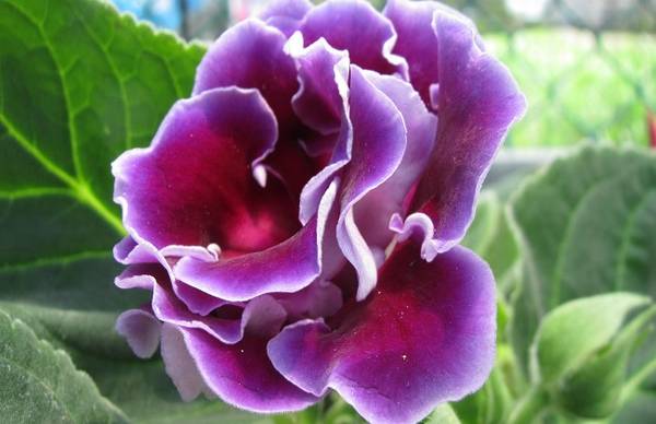 大岩桐花开爆盆的养殖技巧