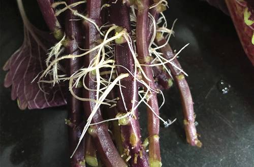 1565082155312152.jpg 彩叶草的度夏养护方法