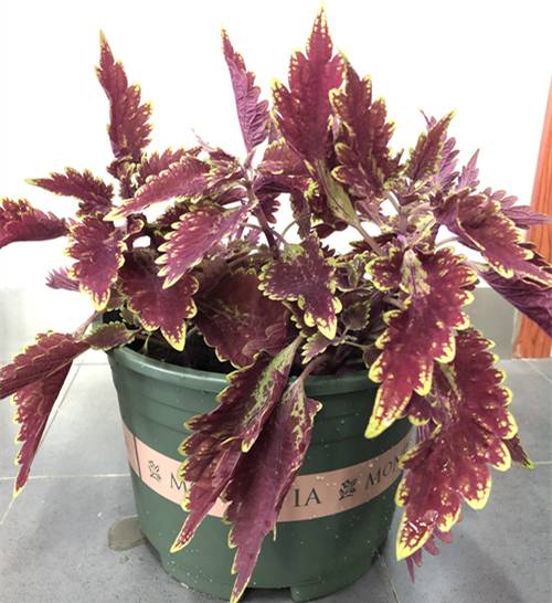 1565082228125325.jpg 彩叶草的度夏养护方法