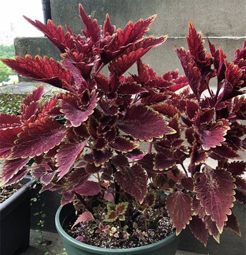 1565082278110703.jpg 彩叶草的度夏养护方法