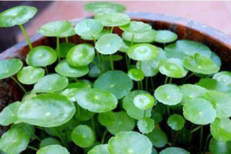 铜钱草的日常养护要点