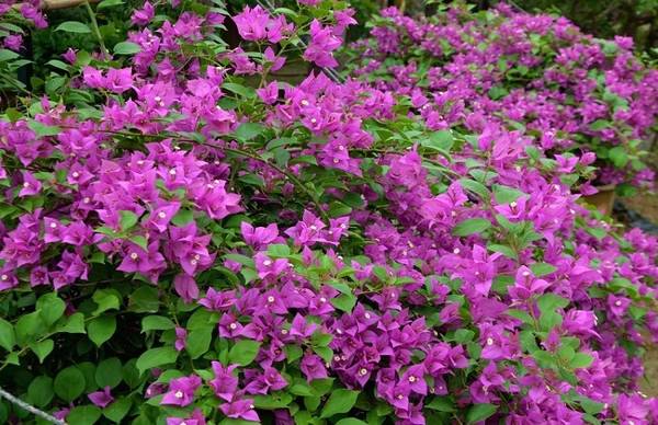 三角梅为什么掉花原因分析