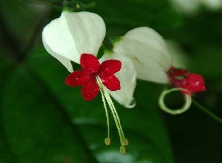 龙吐珠不开花的原因及解决方法