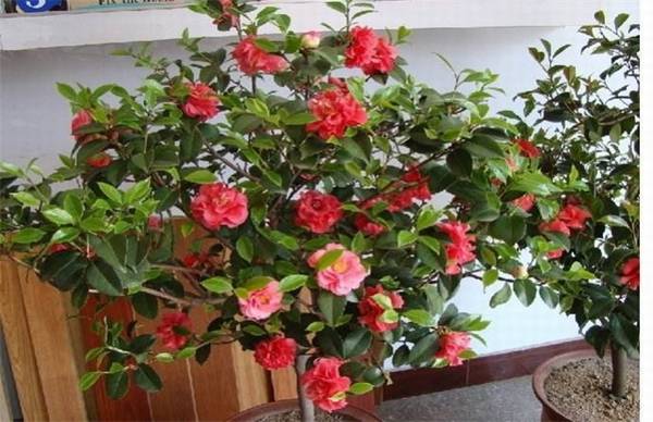 山茶花的室内养殖技巧