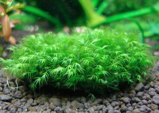 鹿角苔怎么养殖