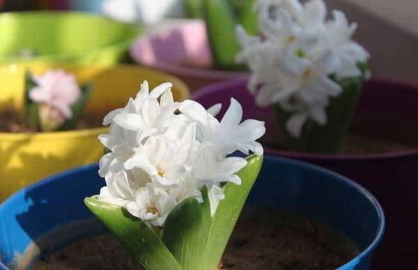 想延长风信子花期怎么养