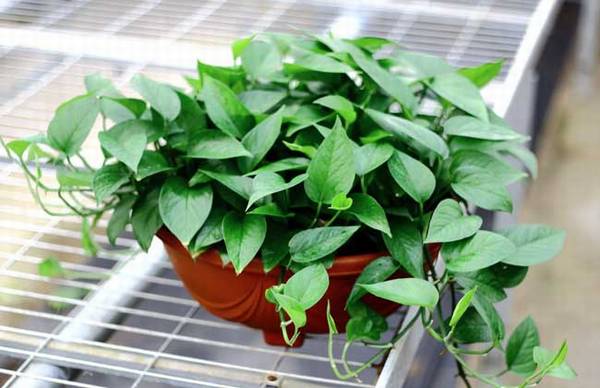 绿萝用什么叶面肥好_怎么施肥