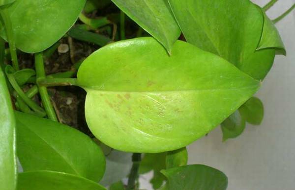 绿萝用什么叶面肥好_怎么施肥