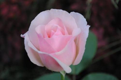 1566696134962965.jpg 玫瑰花苗怎么种成活率高