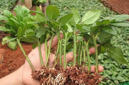 1566696698109270.jpg 玫瑰花苗怎么种成活率高