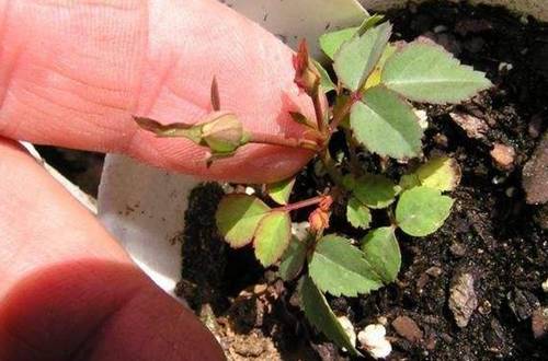 1566696124110212.jpg 玫瑰花苗怎么种成活率高