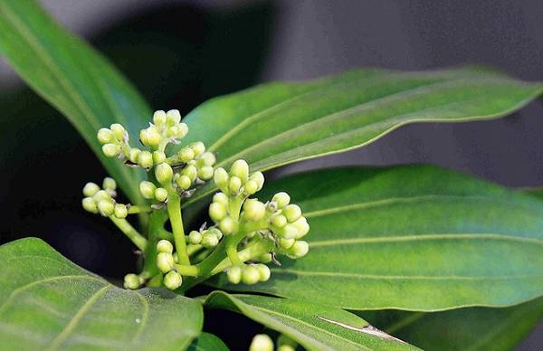 平安树在四季所需注重的养护要点