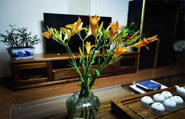 忘忧草的正确养护方法