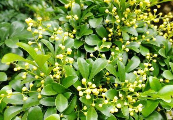 米兰花开花不香的养护技巧