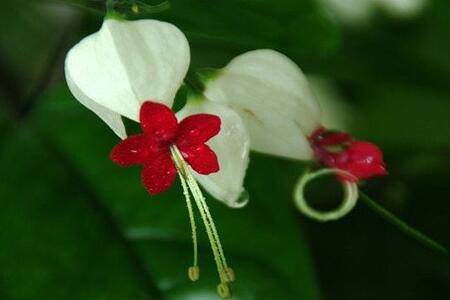 龙吐珠不开花的原因和养护措施