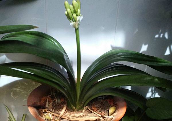 君子兰换盆后多久浇水晒太阳