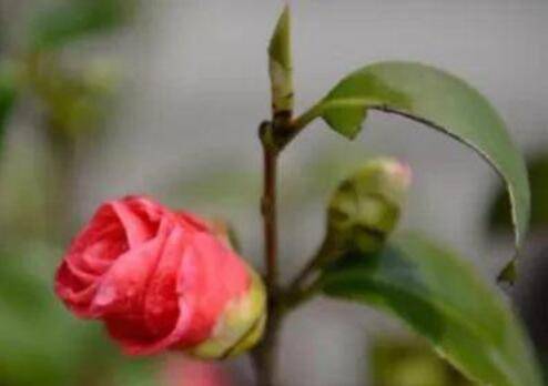 山茶花的日常养护技巧分享