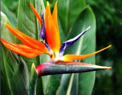 让鹤望兰长侧芽的养殖技巧