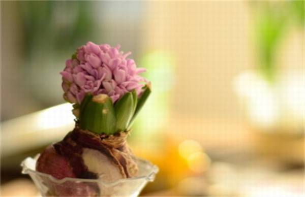 风信子开花后的处理方法